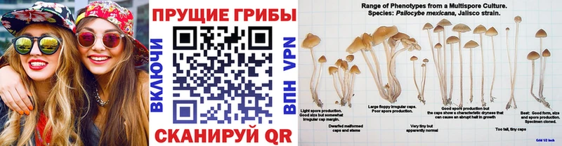 Псилоцибиновые грибы прущие грибы  Сухиничи 
